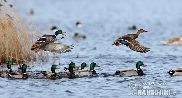 Stockente (Anas platyrhynchos)