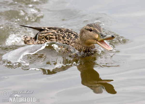 Stockente (Anas platyrhynchos)