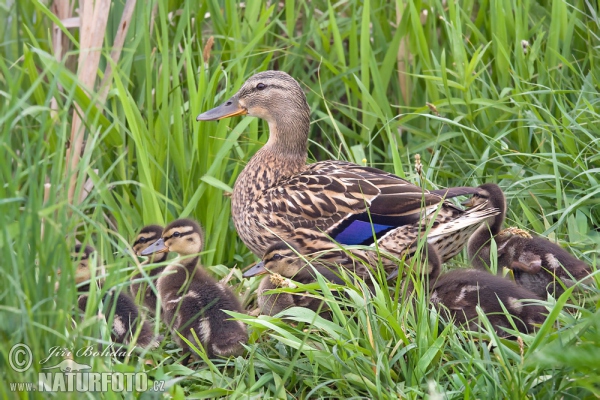 Stockente (Anas platyrhynchos)