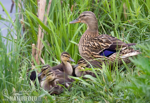 Stockente (Anas platyrhynchos)