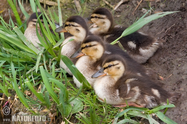 Stockente (Anas platyrhynchos)