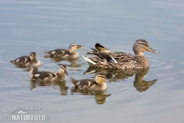 Stockente (Anas platyrhynchos)