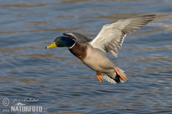 Stockente (Anas platyrhynchos)