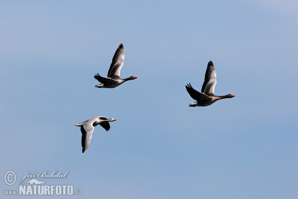 Streifengans (Anser indicus)