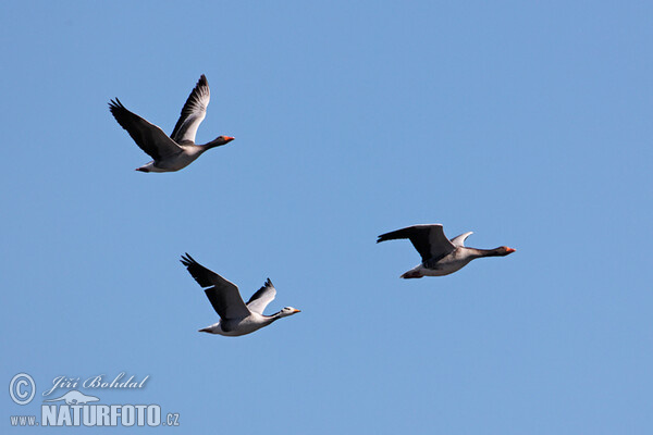 Streifengans (Anser indicus)
