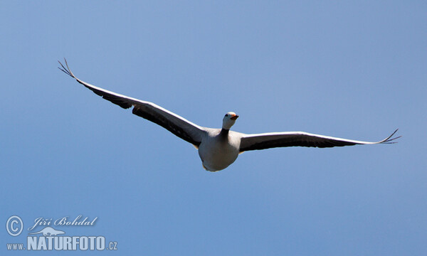 Streifengans (Anser indicus)