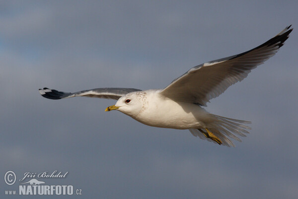 Sturmmöwe (Larus canus)