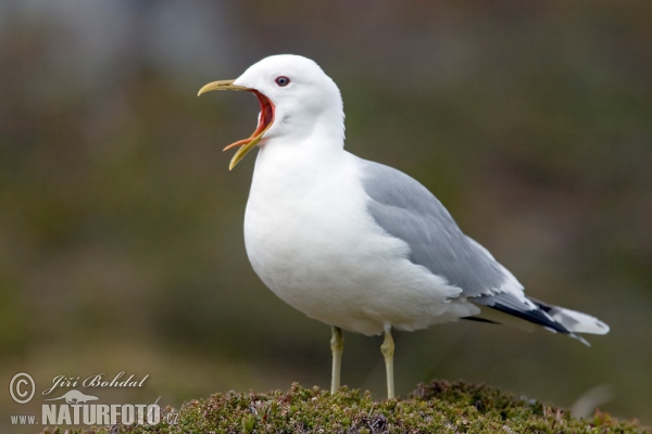 Sturmmöwe (Larus canus)