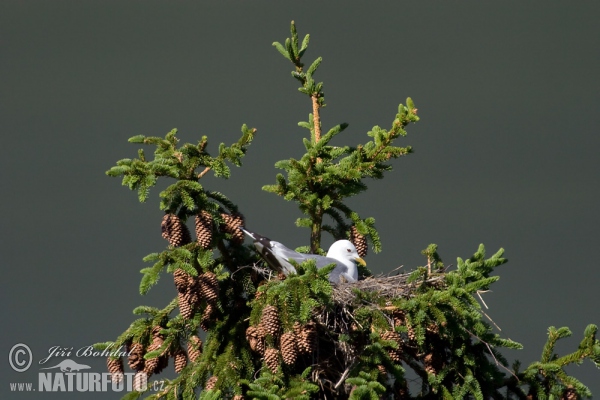 Sturmmöwe (Larus canus)