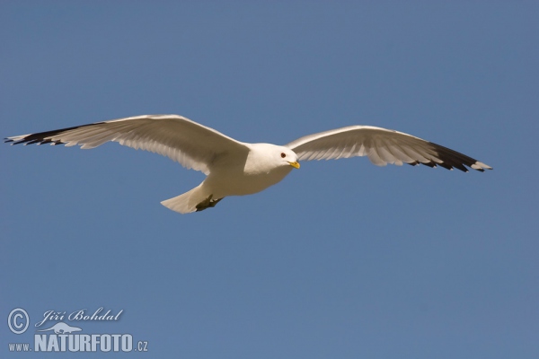 Sturmmöwe (Larus canus)