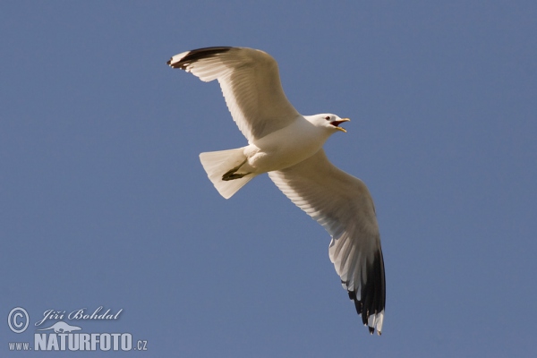 Sturmmöwe (Larus canus)