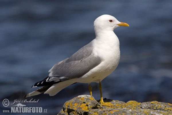 Sturmmöwe (Larus canus)