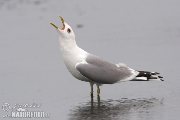 Sturmmöwe (Larus canus)