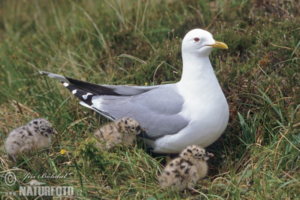 Sturmmöwe (Larus canus)