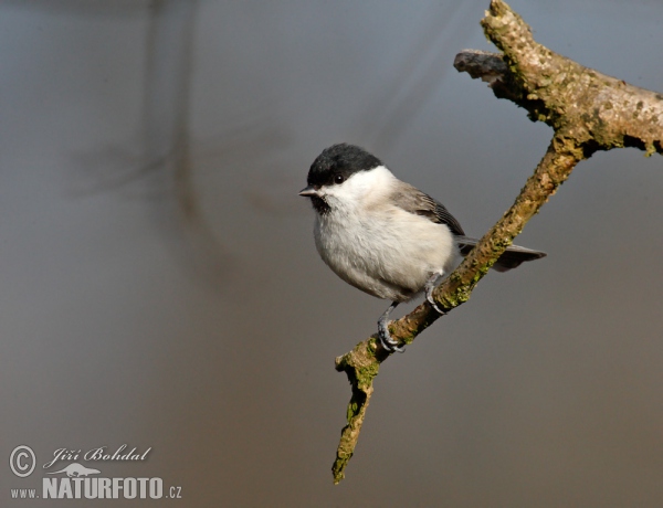 Sumpfmeise (Parus palustris)