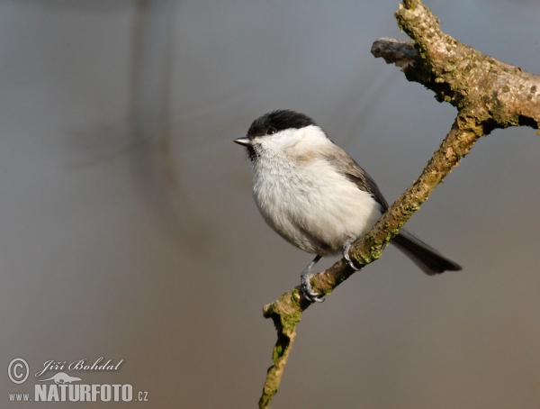 Sumpfmeise (Parus palustris)