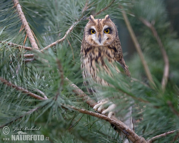 Sumpfohreule (Asio flammeus)