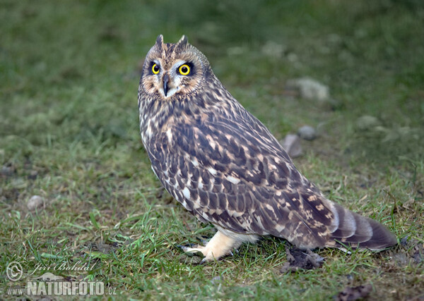 Sumpfohreule (Asio flammeus)