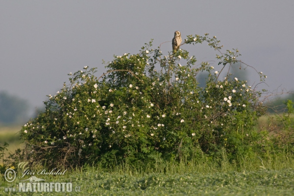 Sumpfohreule (Asio flammeus)