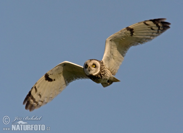 Sumpfohreule (Asio flammeus)