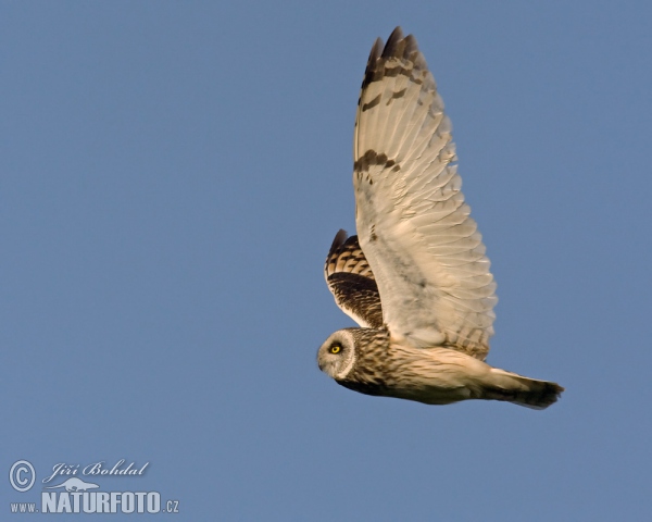 Sumpfohreule (Asio flammeus)