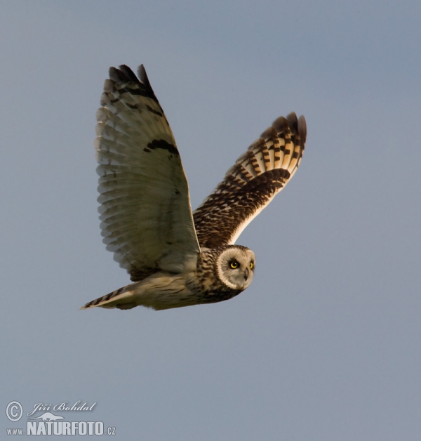 Sumpfohreule (Asio flammeus)