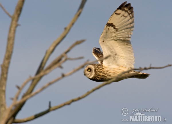 Sumpfohreule (Asio flammeus)