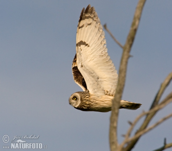 Sumpfohreule (Asio flammeus)