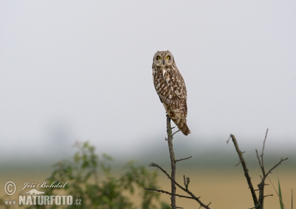 Sumpfohreule (Asio flammeus)