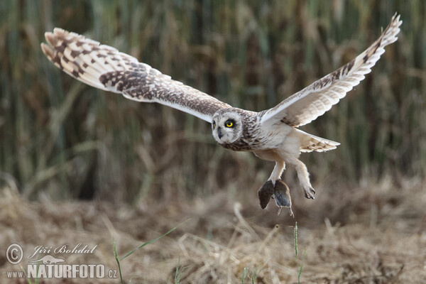 Sumpfohreule (Asio flammeus)