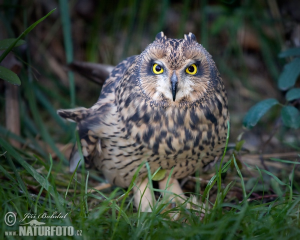 Sumpfohreule (Asio flammeus)