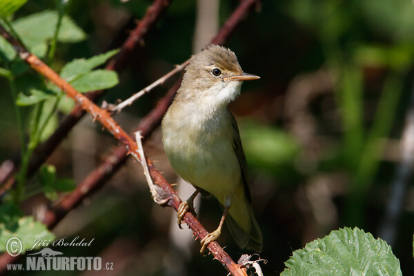 Sumpfrohrsänger (Acrocephalus palustris)