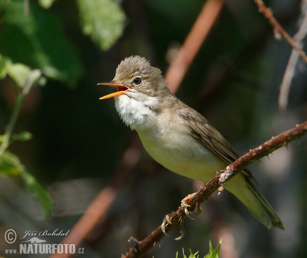 Sumpfrohrsänger (Acrocephalus palustris)