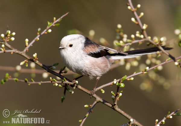 Swanzmeise (Aegithalos caudatus)