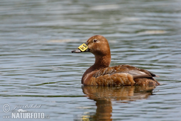 Tafelente (Aythya ferina)