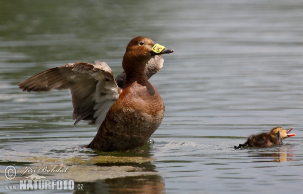 Tafelente (Aythya ferina)