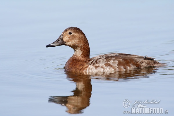 Tafelente (Aythya ferina)