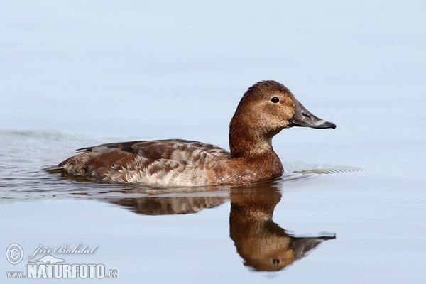 Tafelente (Aythya ferina)