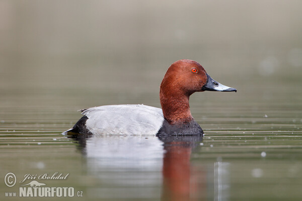 Tafelente (Aythya ferina)