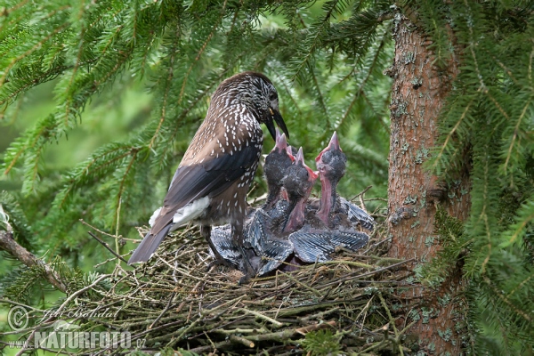 Tannenhäher (Nucifraga caryocatactes)