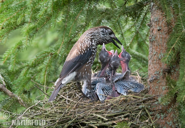 Tannenhäher (Nucifraga caryocatactes)