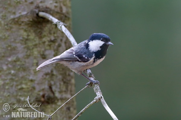 Tannenmeise (Periparus ater)