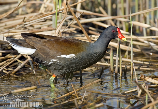 Teichhuhn (Gallinula chloropus)