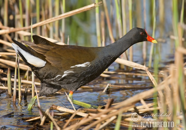 Teichhuhn (Gallinula chloropus)