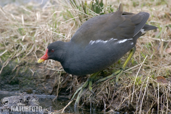 Teichhuhn (Gallinula chloropus)