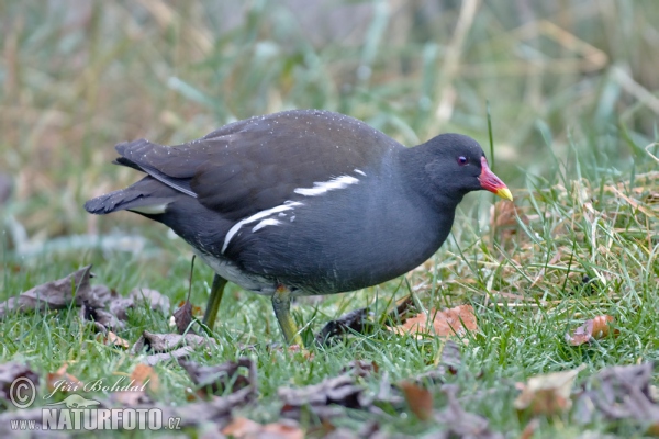 Teichhuhn (Gallinula chloropus)