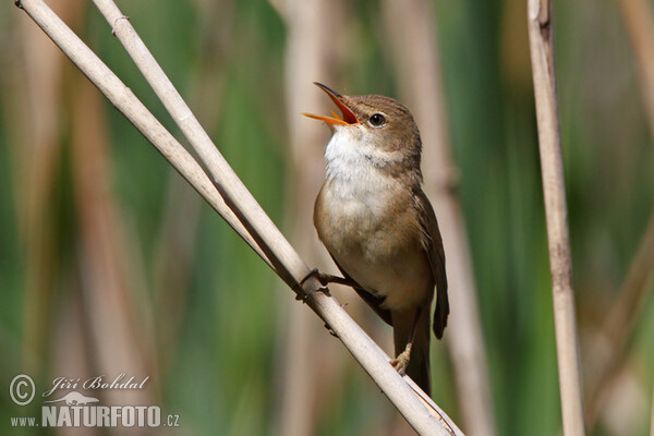 Teichrohrsänger (Acrocephalus scirpaceus)