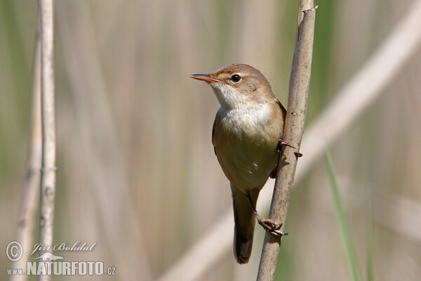 Teichrohrsänger (Acrocephalus scirpaceus)