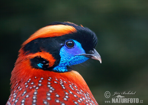 Temminck Tragopan (Tragopan temminckii)