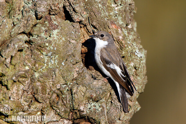 Trauerschnäpper (Ficedula hypoleuca)